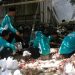 Pokjaluh Peduli Kurban Bagikan 4 sapi dan 8 kambing